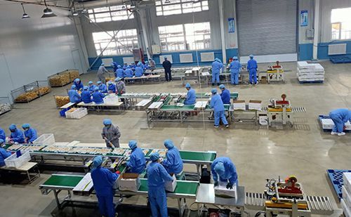 吉林省多措并舉助力農業龍頭企業復工復產，優化辦公服務護航春耕生產